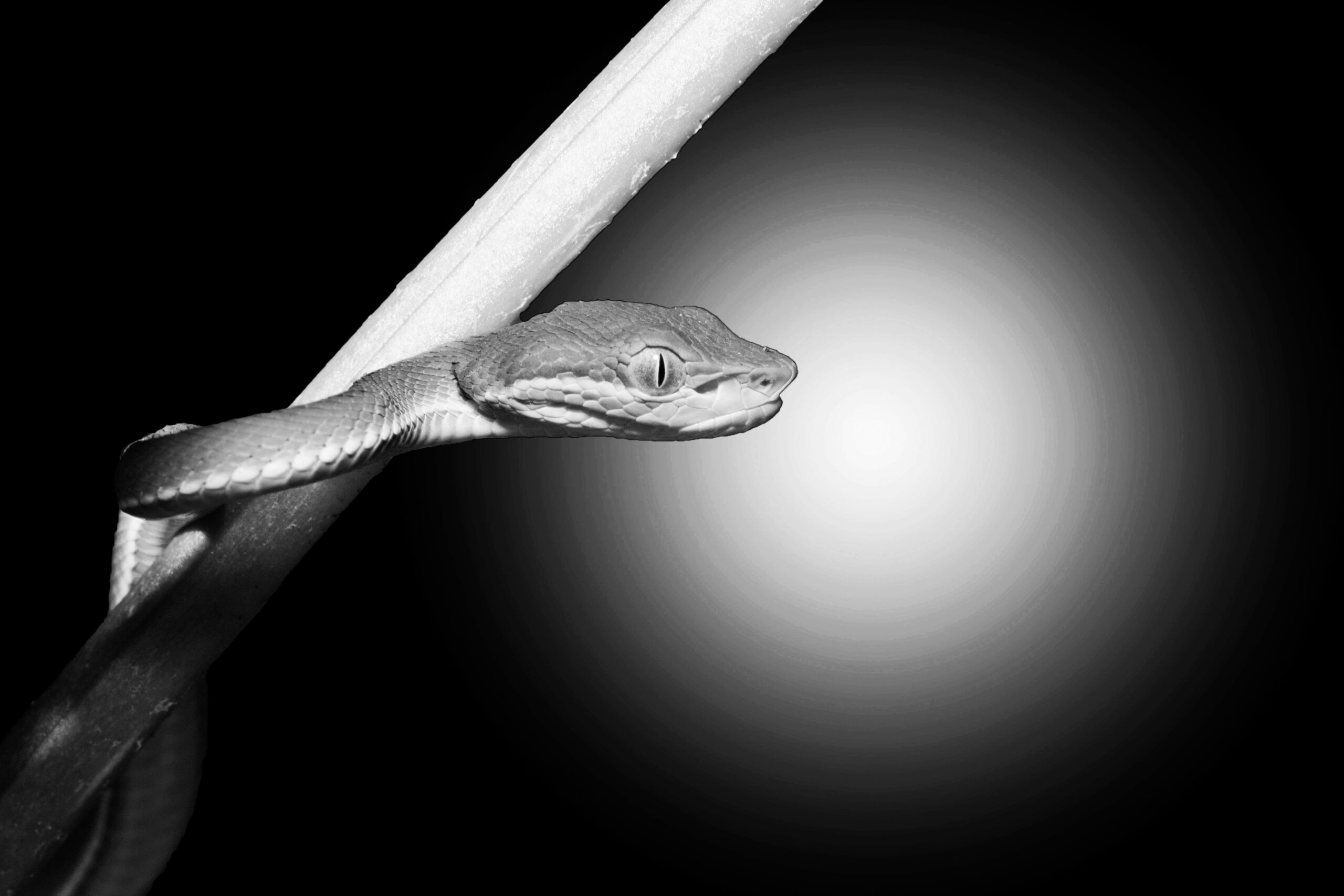Schlange schwarzweiss
